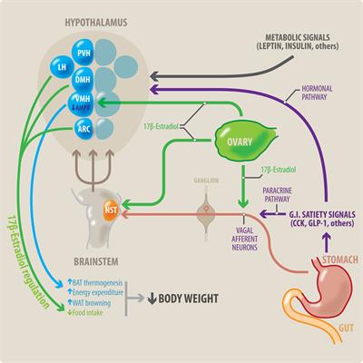 Frontiers The importance of estradiol for body weight regulation